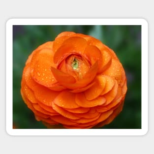 Orange Ranunculus Sticker